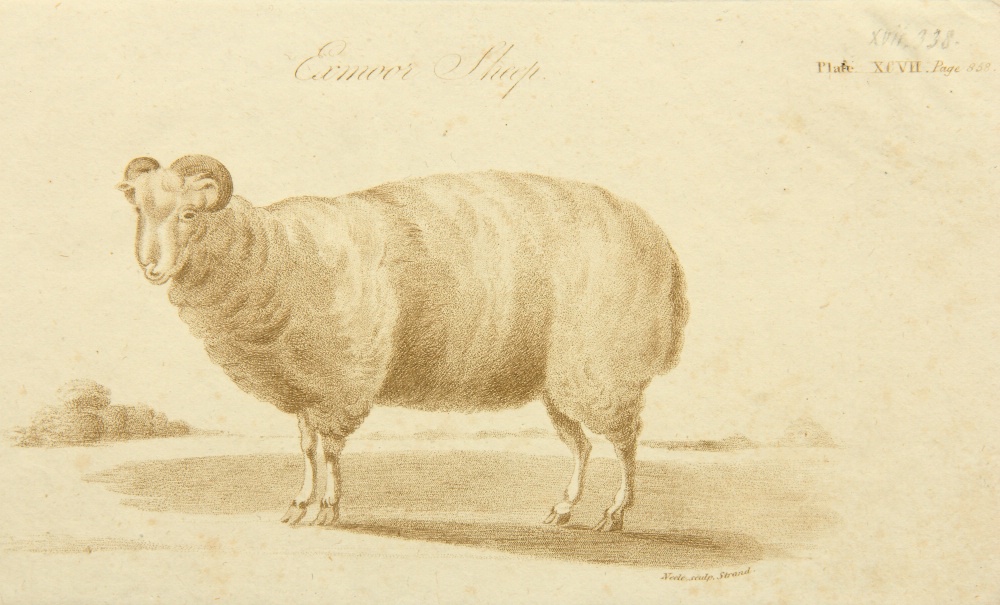 Exmoor Horn Schaf