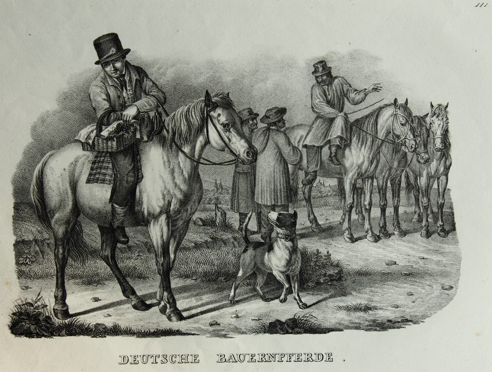 Deutsche Bauernpferde beim Ausritt