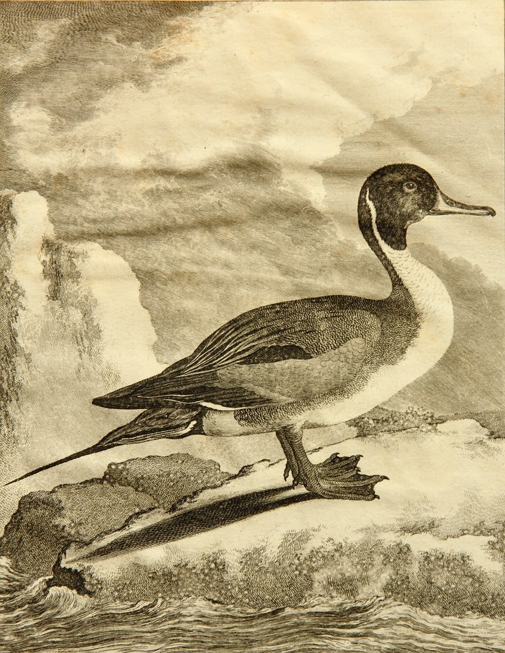 Ente