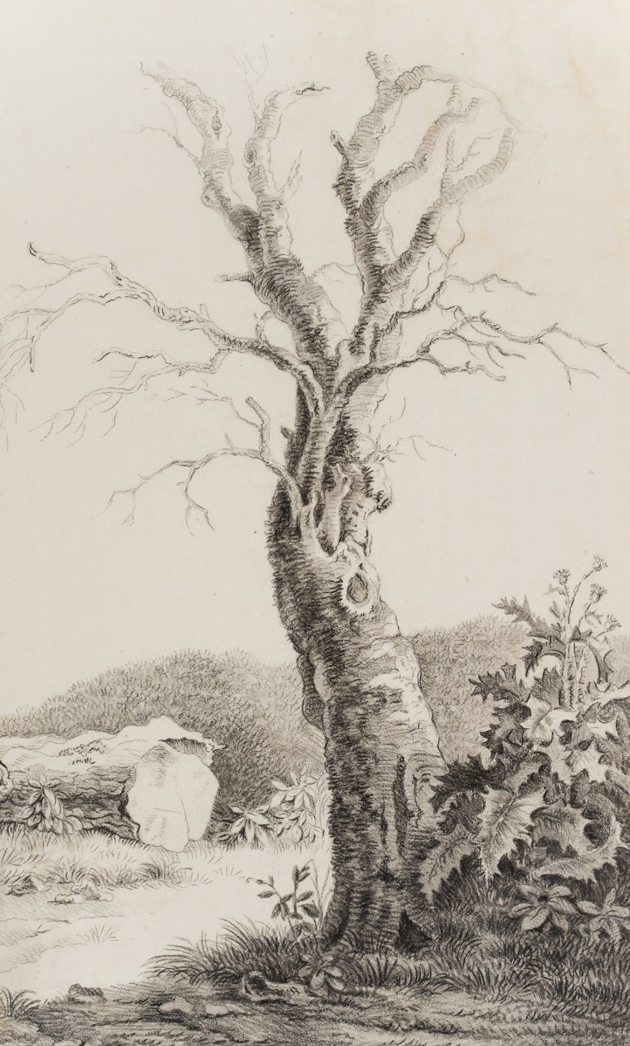 Kahler Baum und Distel