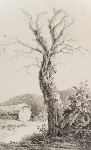 Kahler Baum und Distel