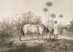 Pferd namens Lamplighter