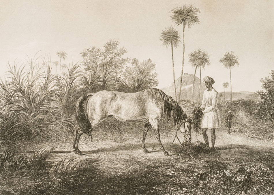 Pferd namens Lamplighter