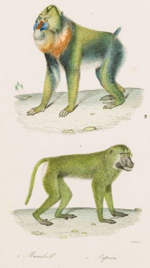 Mandrill und Hundsaffe