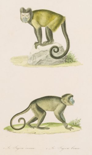 Gehörnter und brauner Kapuzineraffe