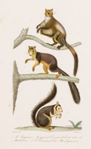 Der Taguan u.a. Hörnchen