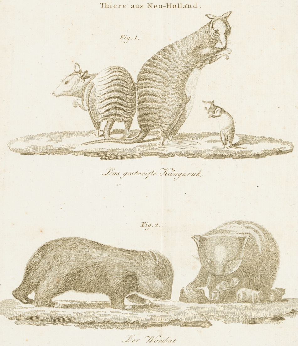 Gestreiftes Känguru und Wombat