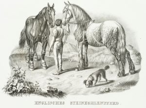 Englisches Steinkohlenpferd