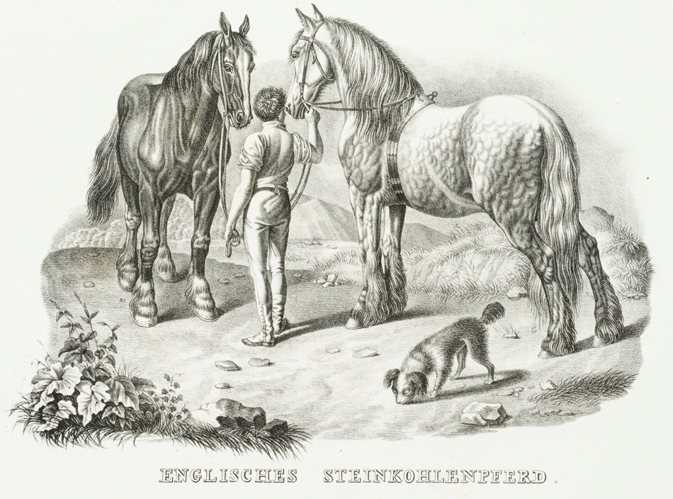 Englisches Steinkohlenpferd