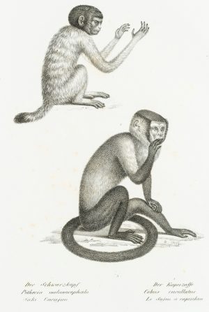 Uakari und Schwarzer Kapuzineraffe
