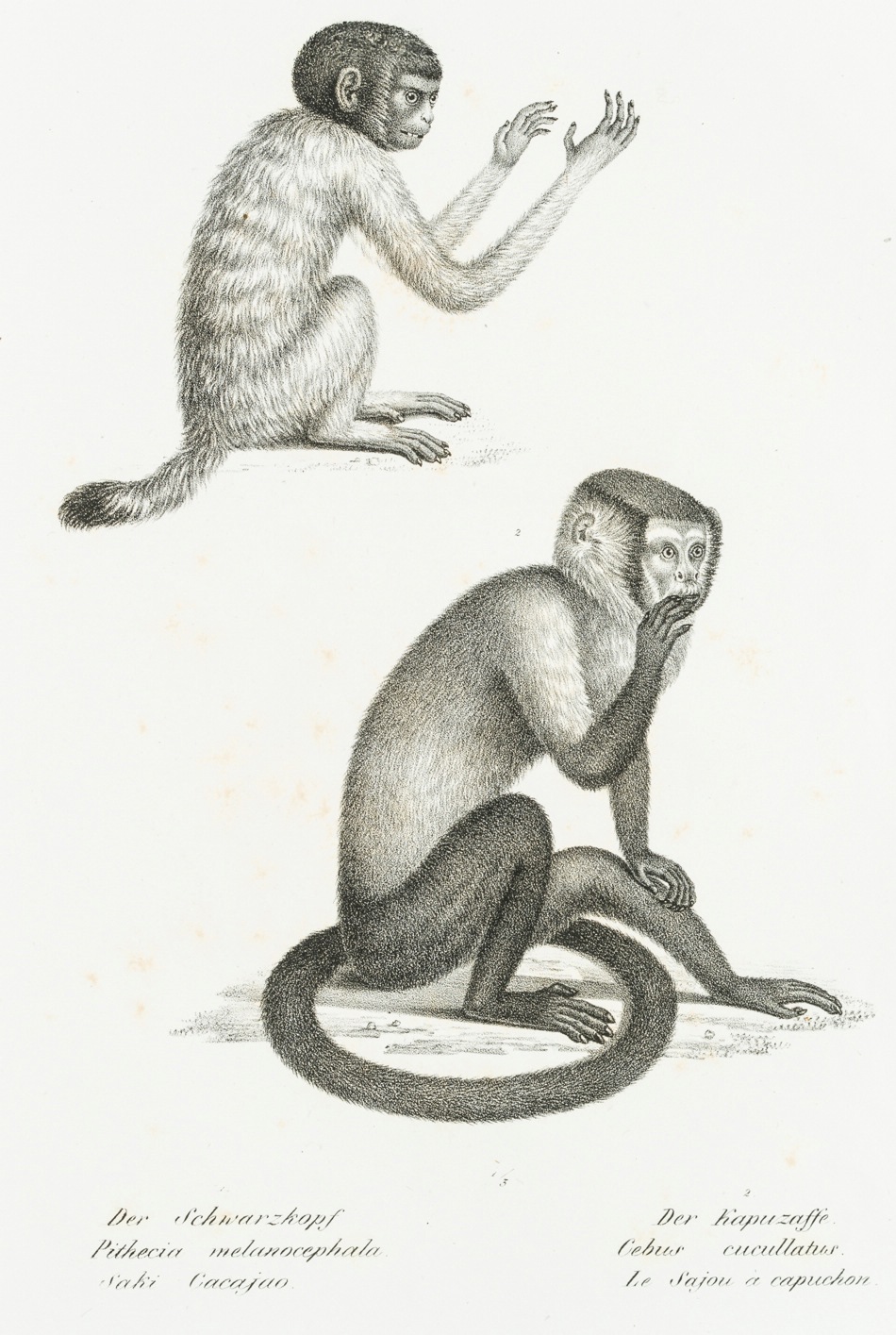 Uakari und Schwarzer Kapuzineraffe