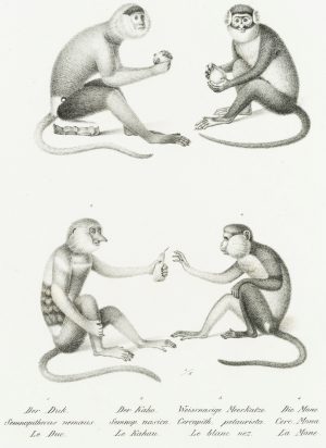 Meerkatzen und Meerkatzenverwandte