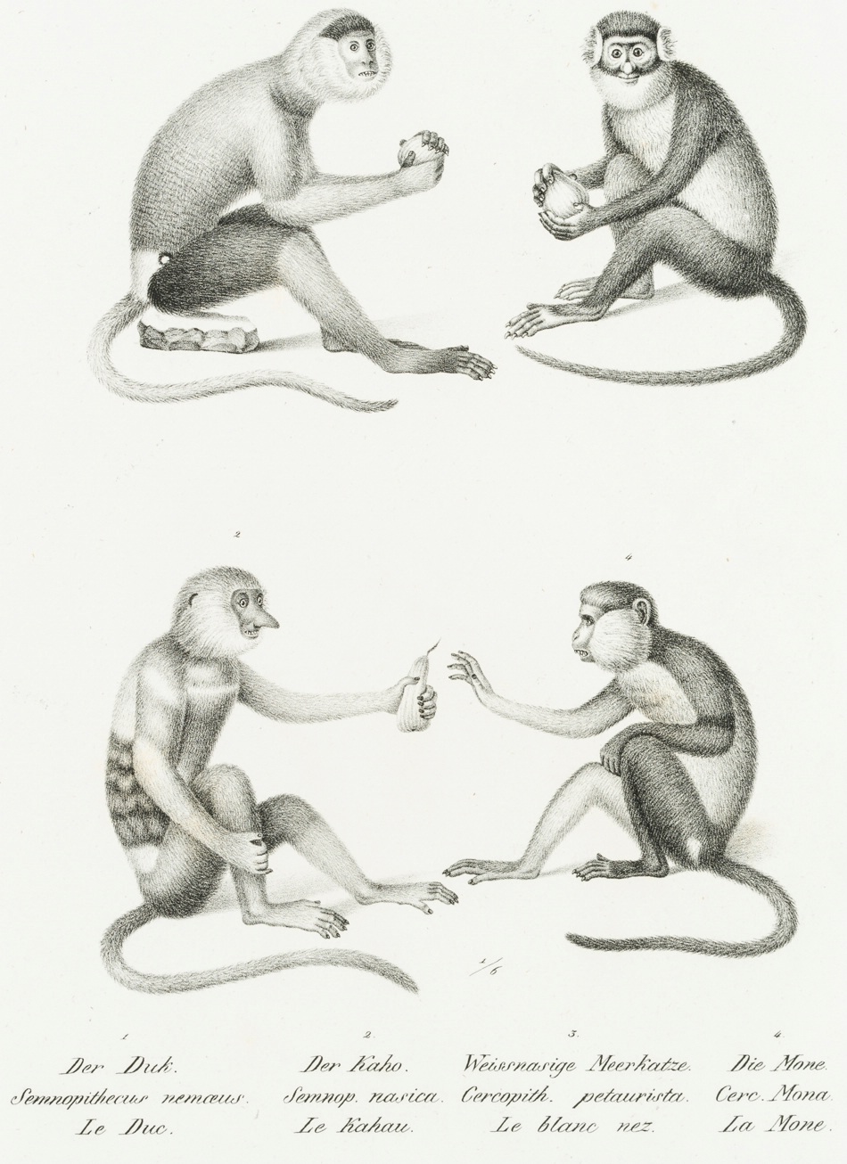 Meerkatzen und Meerkatzenverwandte
