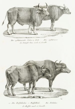 Sylhetanisches Rind und Büffel