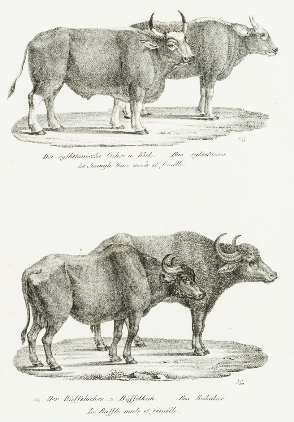 Sylhetanisches Rind und Büffel