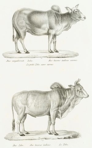 Zebu (Buckelrind)