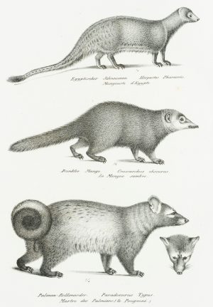 Dunkelkusimanse und Musang