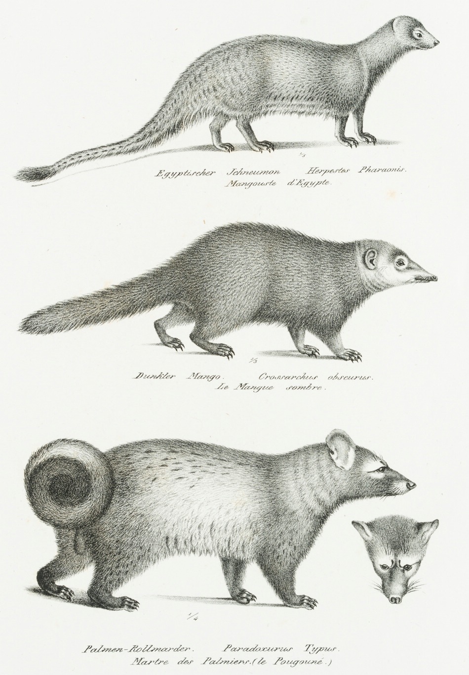 Dunkelkusimanse und Musang