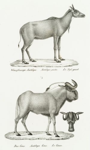 Nilgauantilope und Gnu