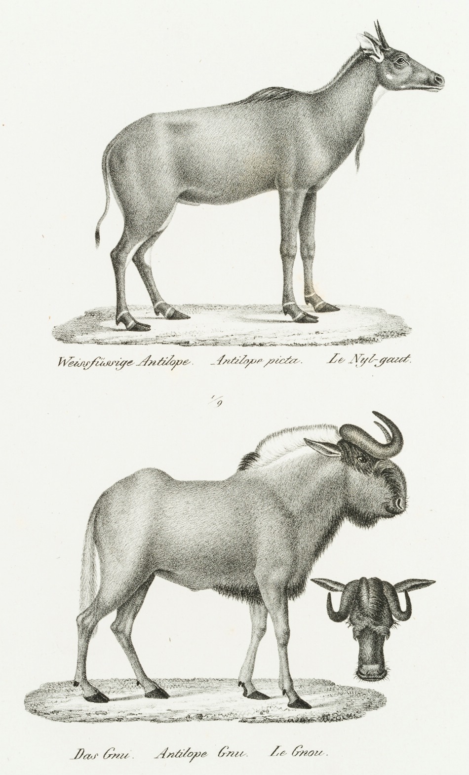 Nilgauantilope und Gnu