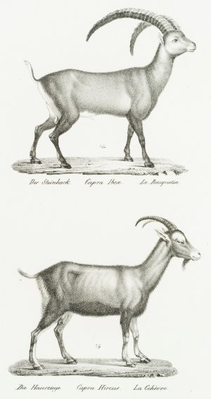 Alpensteinbock und Hausziege