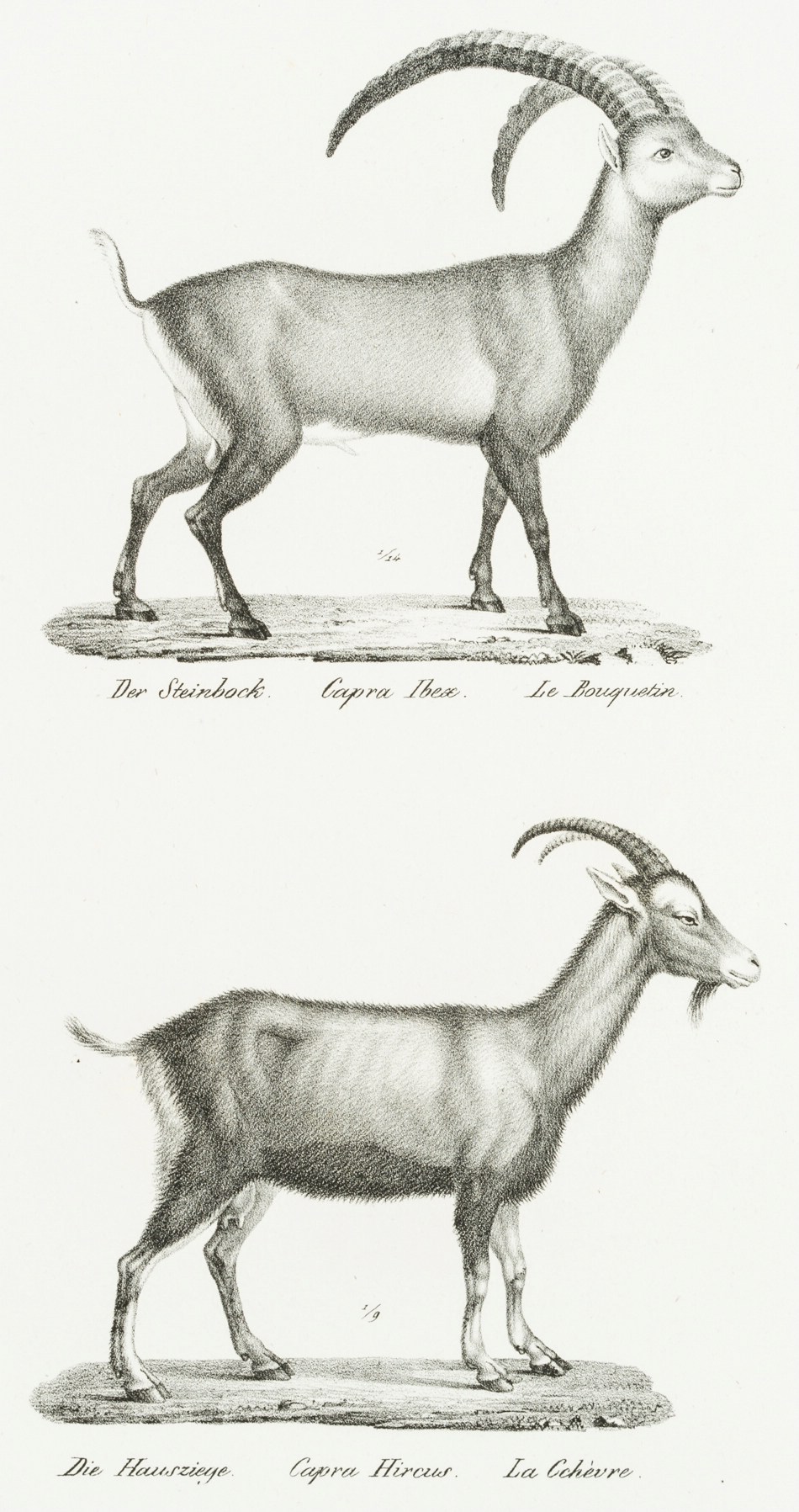 Alpensteinbock und Hausziege