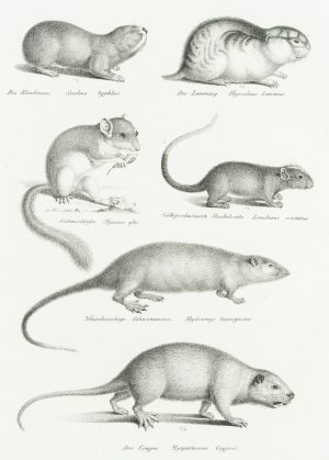 Ratten, Mäuse, Siebenschläfer