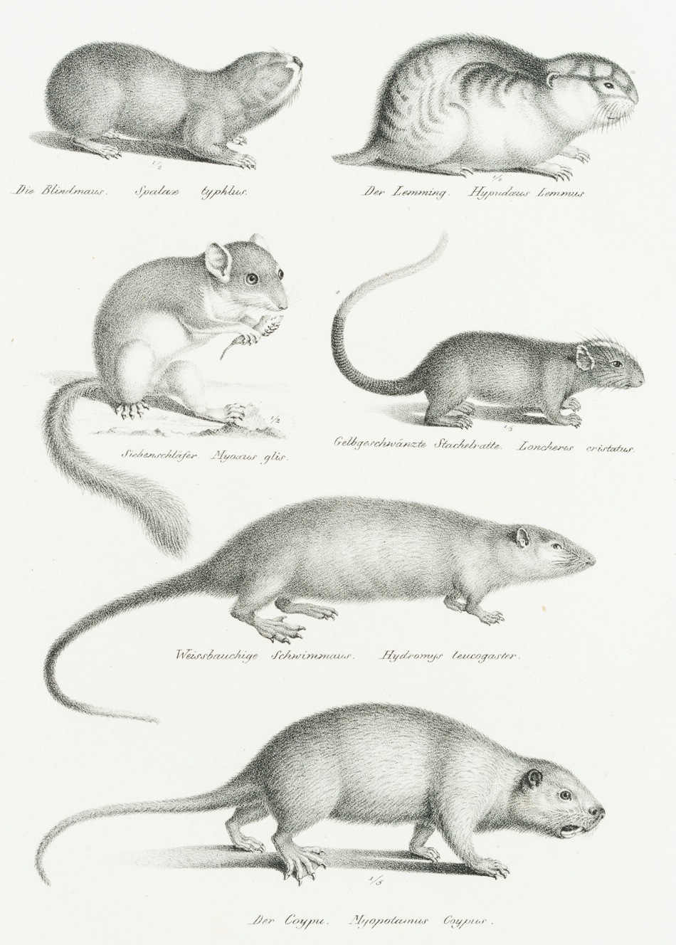 Ratten, Mäuse, Siebenschläfer
