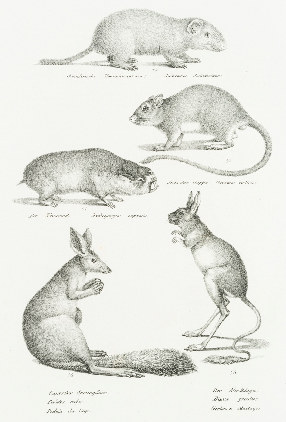Springende oder rennende Nagetiere