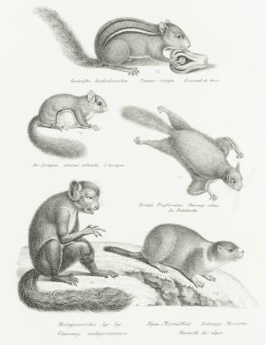 Gleithörnchen, Murmeltier