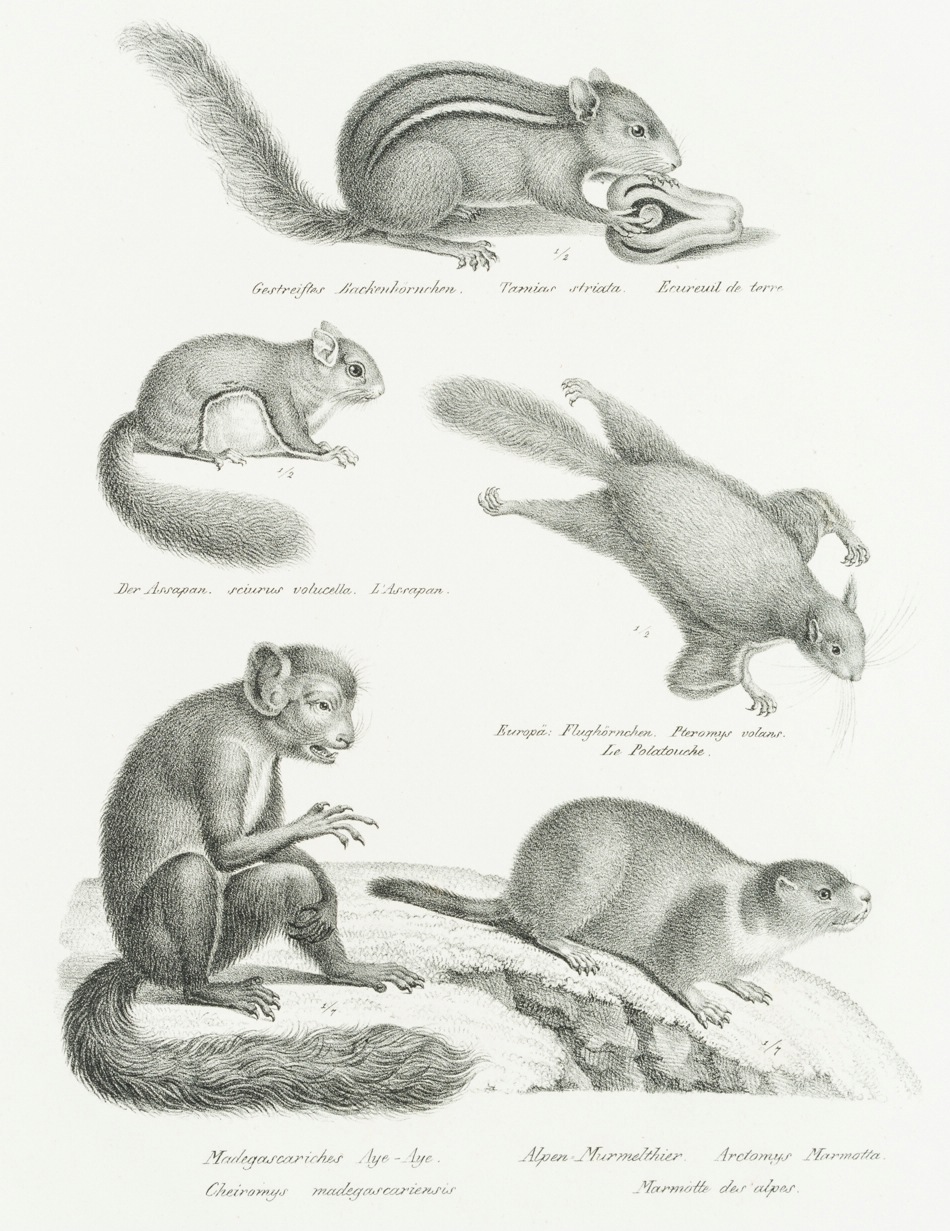 Gleithörnchen, Murmeltier