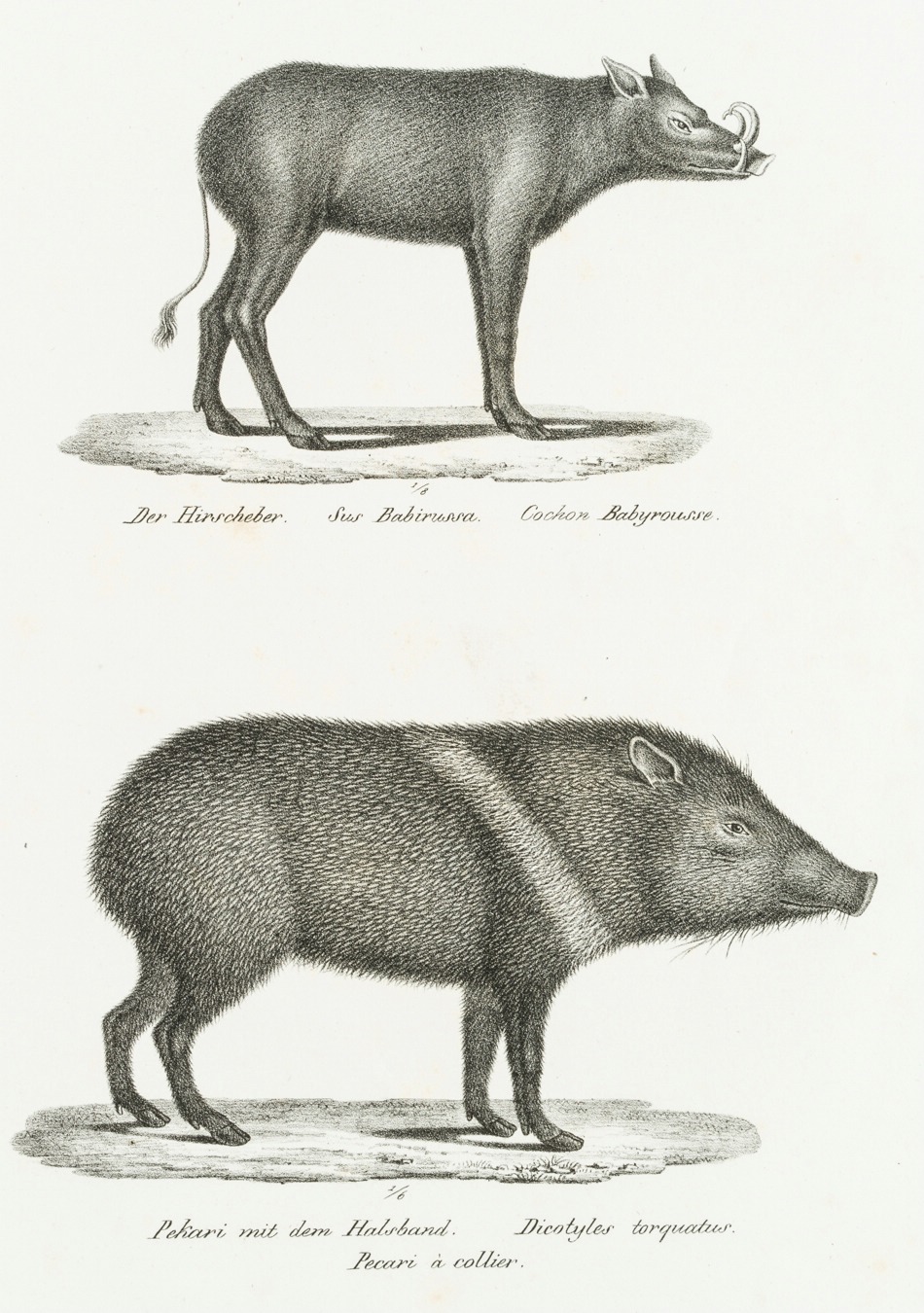 Hirscheber und Nabelschwein