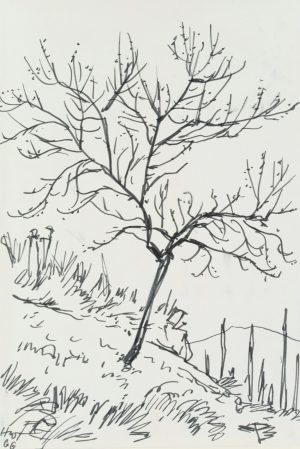 Pfirsichbaum