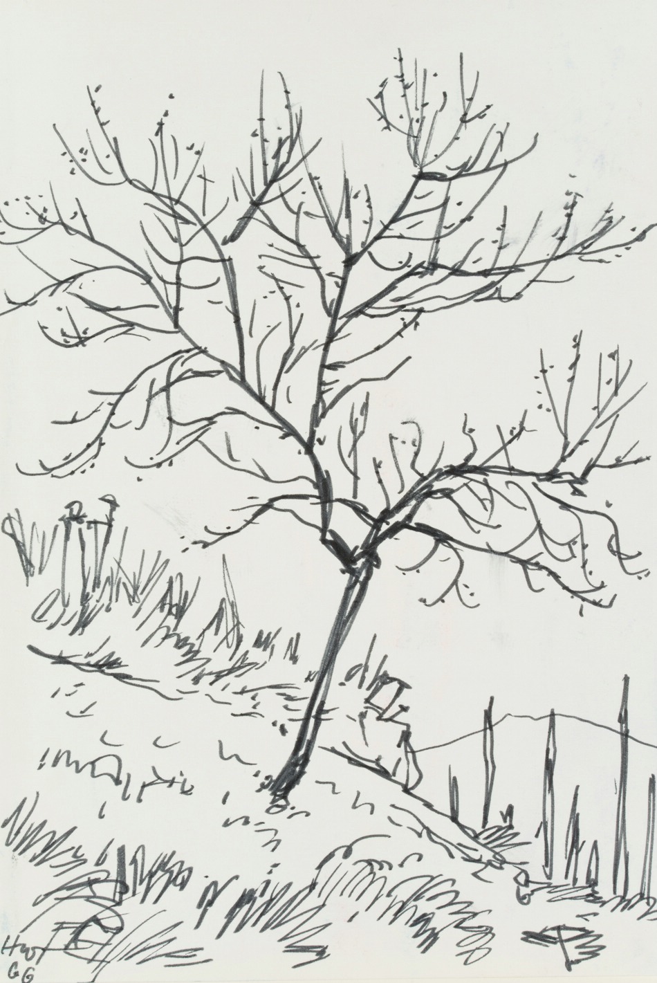 Pfirsichbaum