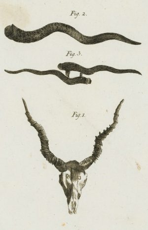 Antilopenhörner