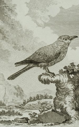 Darstellung eines Vogels, Blauracke