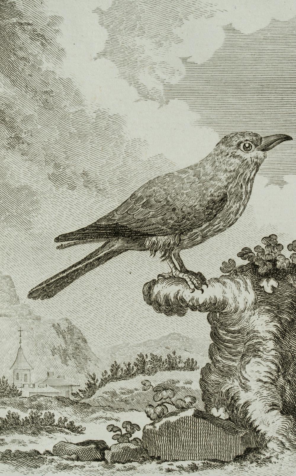 Darstellung eines Vogels, Blauracke