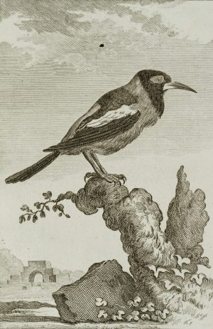 Vogel, Weißflügeltrupial
