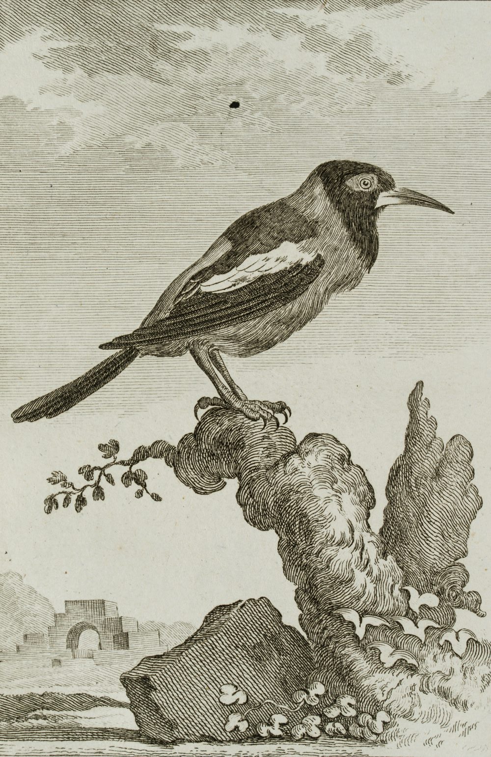 Vogel, Weißflügeltrupial
