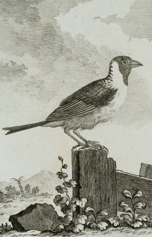 Darstellung eines Vogels, Sperling