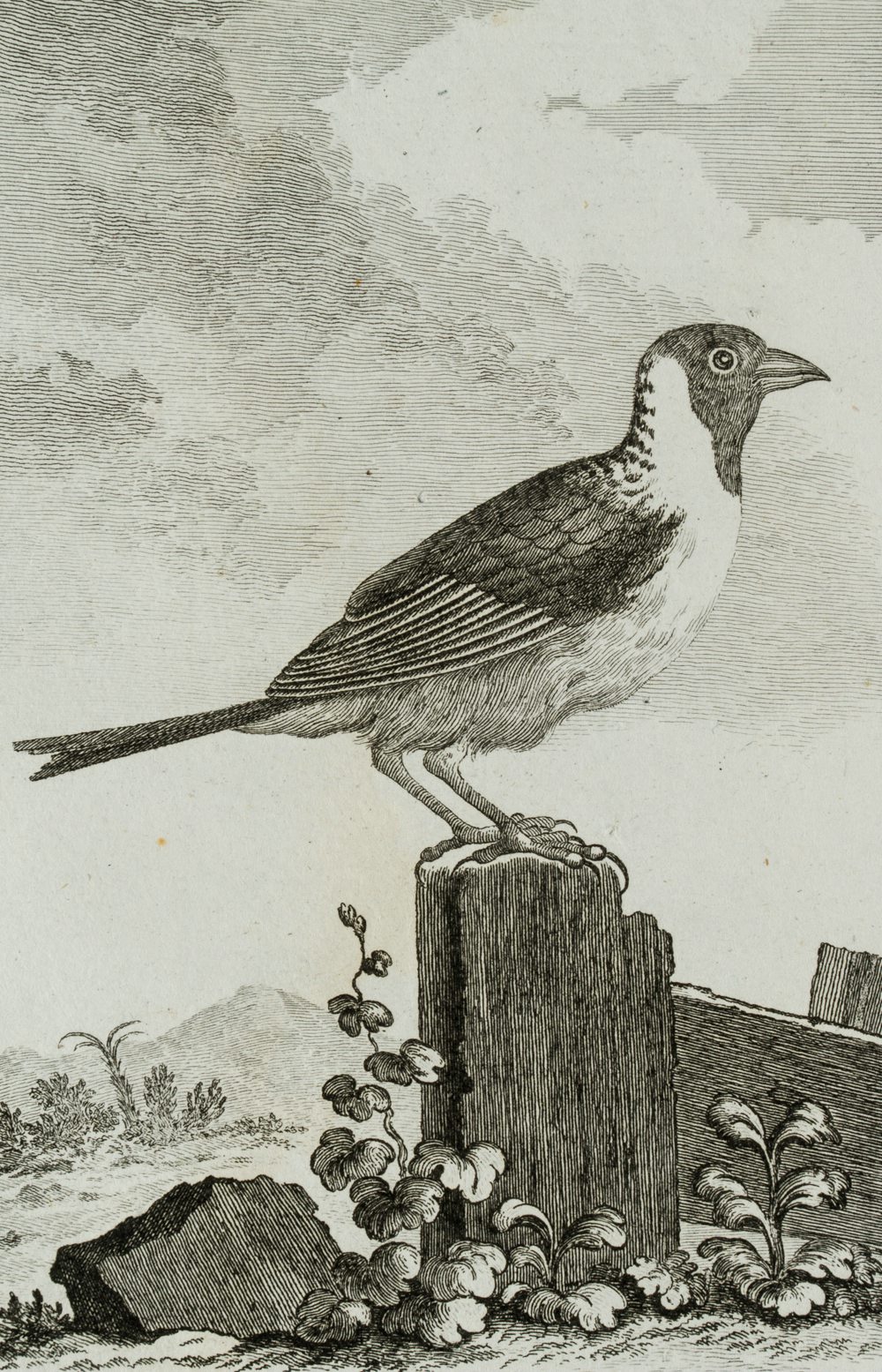 Darstellung eines Vogels, Sperling
