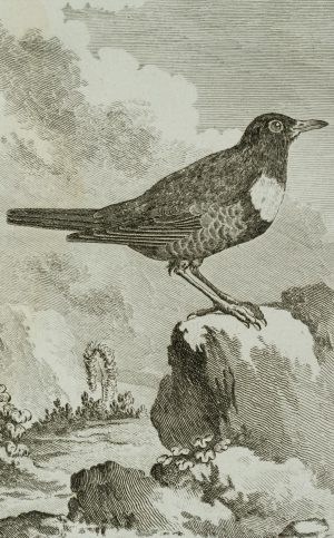 Vogel, Ringdrossel