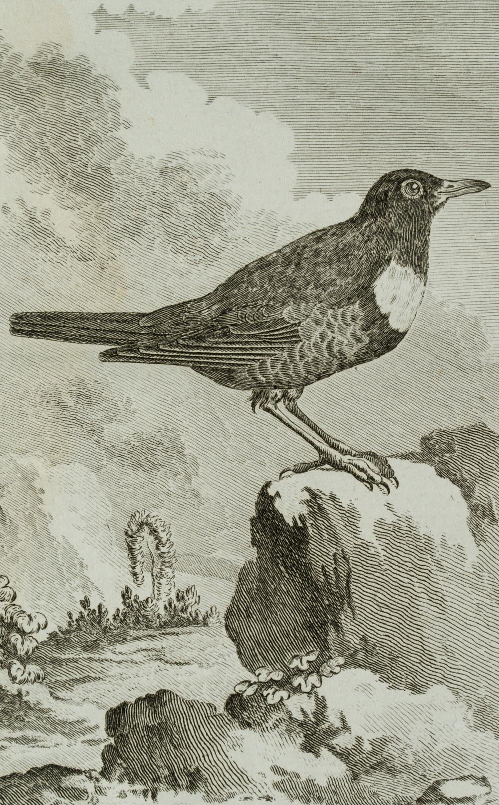 Vogel, Ringdrossel