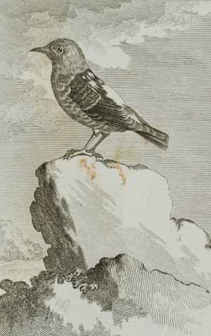 Darstellung eines Vogels, Steinrötel