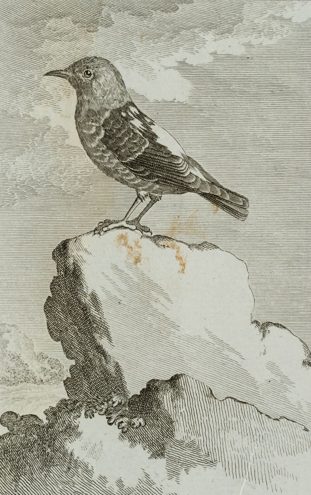 Darstellung eines Vogels, Steinrötel