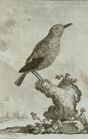 Darstellung eines Vogels, Blaumerle