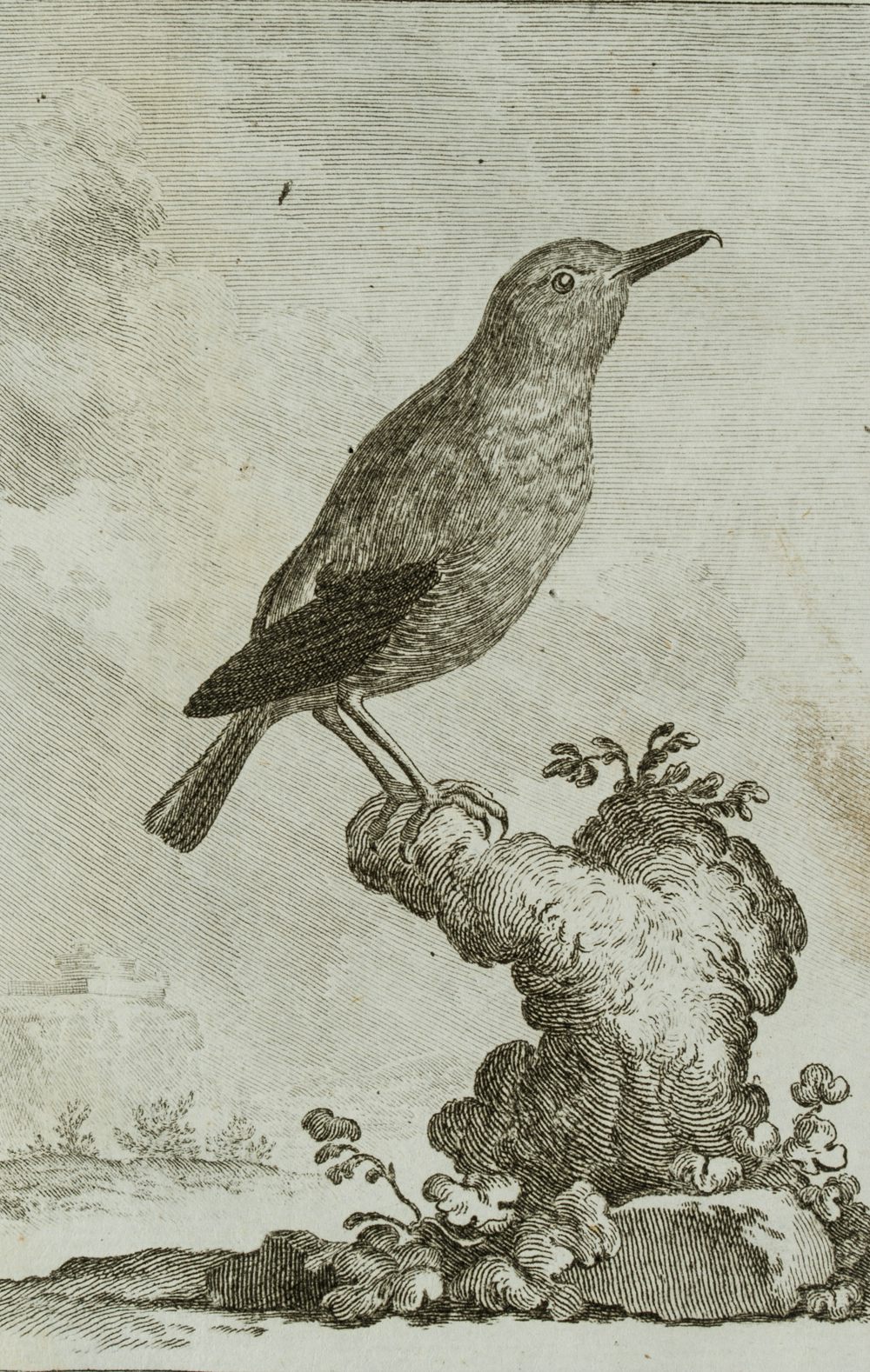 Darstellung eines Vogels, Blaumerle