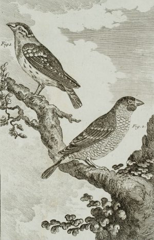 Vogel, Steinsperling & Grivelin