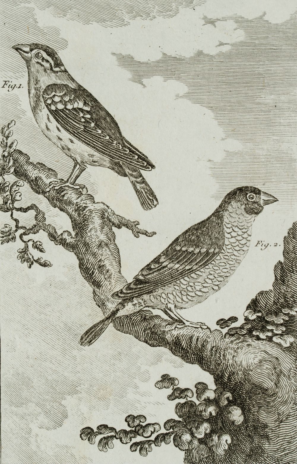 Vogel, Steinsperling & Grivelin