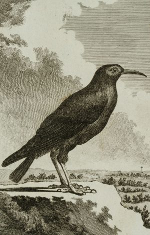 Darstellung eines Vogels, Alpenkrähe